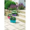 Ballonblume Ton in Ton Topf- Durchmesser 12 cm ^ Plantiflor Online