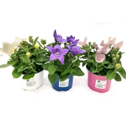 Ballonblume Ton in Ton Topf- Durchmesser 12 cm ^ Plantiflor Online
