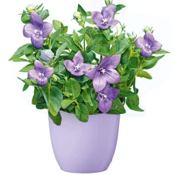 Ballonblume Ton in Ton Topf- Durchmesser 12 cm ^ Plantiflor Online