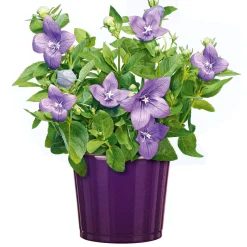 Ballonblume Ton in Ton Topf- Durchmesser 12 cm ^ Plantiflor Online