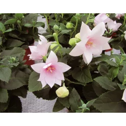 Ballonblume Ton in Ton Topf- Durchmesser 12 cm ^ Plantiflor Online