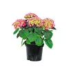 Bauernhortensien versch Farben Topf Durchmesser 20 cm ^ Plantiflor Discount