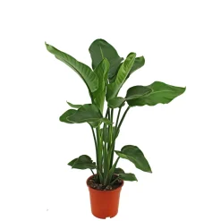 Baumstrelitzie Topf 19 cm ^ Plantiflor