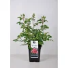 Beet-Duftrose rot Topf 23 cm ^ Plantiflor New