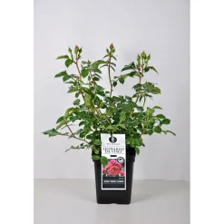 Beet-Duftrose rot Topf 23 cm ^ Plantiflor New