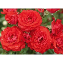 Beet-Duftrose rot Topf 23 cm ^ Plantiflor New