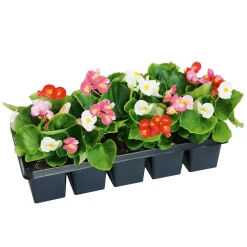 Beet- und Balkonpflanzen Sommerblumen 10er-Pack ^ Plantiflor Clearance