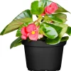 Begonie Durchmesser 13 cm ^ Plantiflor Outlet