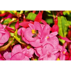 Begonie Durchmesser 13 cm ^ Plantiflor Outlet