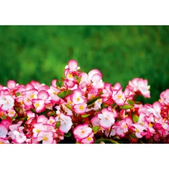 Begonie Durchmesser 13 cm ^ Plantiflor Outlet