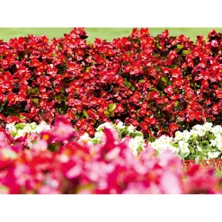 Begonie Durchmesser 13 cm ^ Plantiflor Outlet