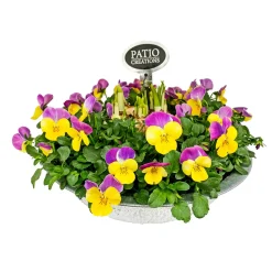 Bepflanzte Zinkschale mit Oster-Deko ^ Plantiflor Online