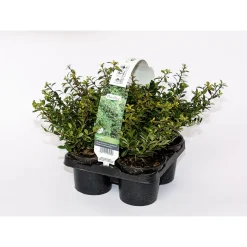 Berg-Ilex Stokes 4er-Pack ^ Plantiflor Sale