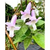 Bio-CO-Klimabaum Kiri-Baum Topf Durchmesser 21 cm ^ Plantiflor Clearance