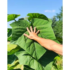 Bio-CO-Klimabaum Kiri-Baum Topf Durchmesser 21 cm ^ Plantiflor Clearance
