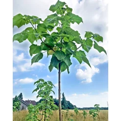 Bio-CO-Klimabaum Kiri-Baum Topf Durchmesser 21 cm ^ Plantiflor Clearance