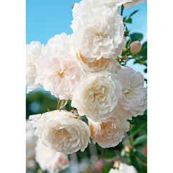 Bodendeckerrosen Topf Durchmesser 13 cm ^ Plantiflor Sale