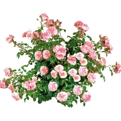 Bodendeckerrosen Topf Durchmesser 13 cm ^ Plantiflor Sale