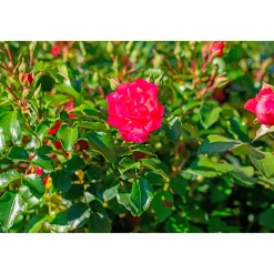 Bodendeckerrosen Topf Durchmesser 13 cm ^ Plantiflor Sale