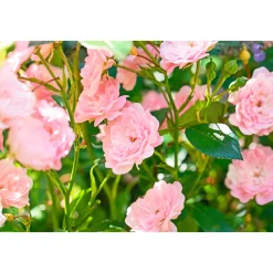 Bodendeckerrosen Topf Durchmesser 13 cm ^ Plantiflor Sale