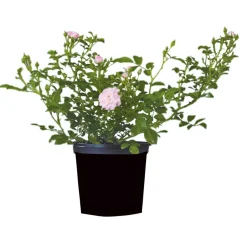 Bodendeckerrosen Topf Durchmesser 13 cm ^ Plantiflor Sale