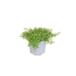Bodendecker-Stauden Pflasta la Vista Topf 13 cm ^ Plantiflor New