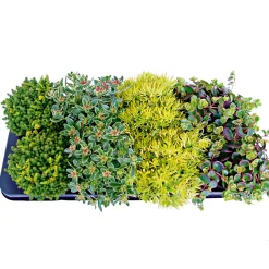 Bodendecker-Stauden Pflasta la Vista Topf 13 cm ^ Plantiflor New