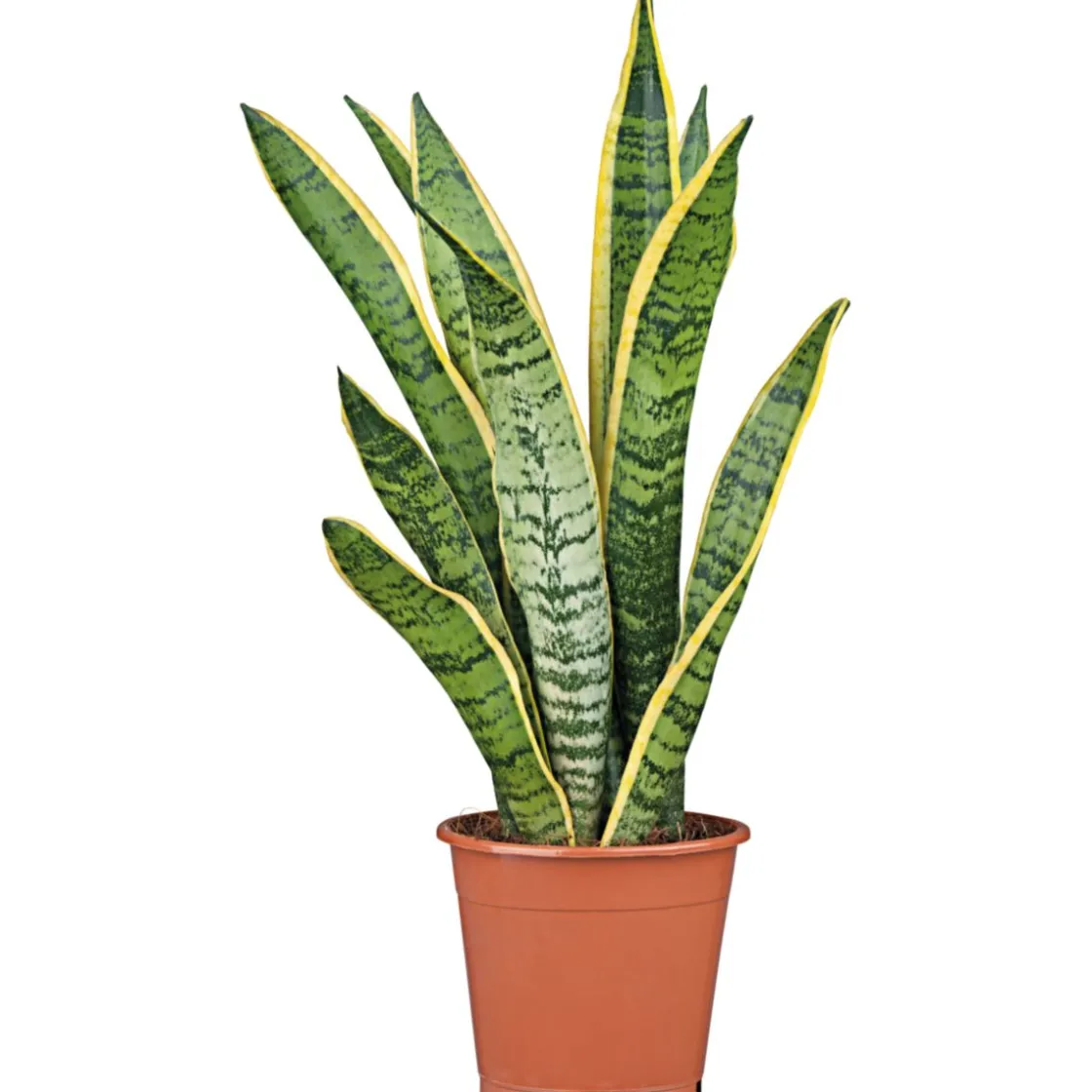 Bogenhanf Laurentii Zeylanica T12 ^ Plantiflor New