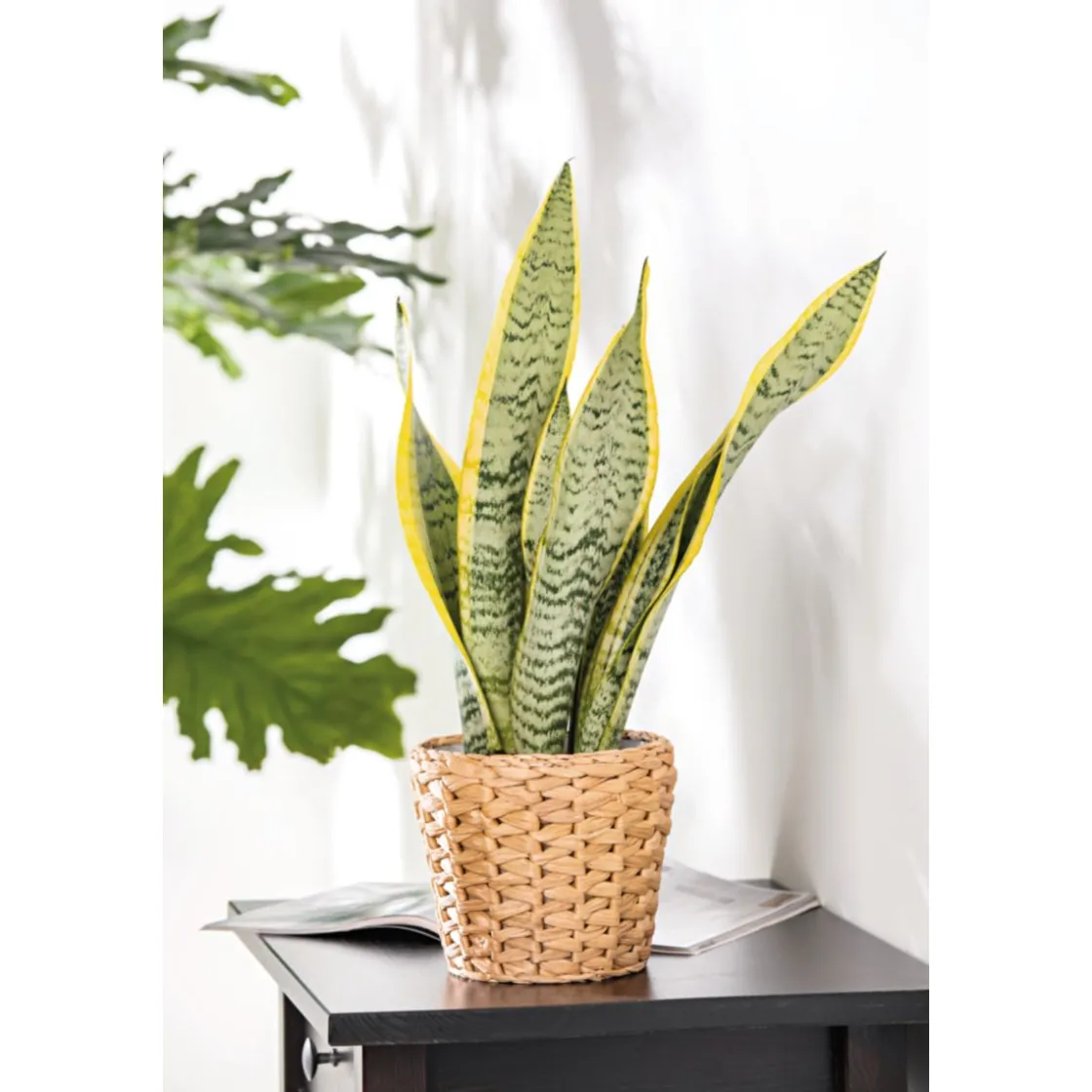 Bogenhanf Laurentii Zeylanica T12 ^ Plantiflor New