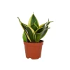 Bogenhanf Sansevieria hahnii Mix, Topf-Durchmesser 8 cm ^ Plantiflor New