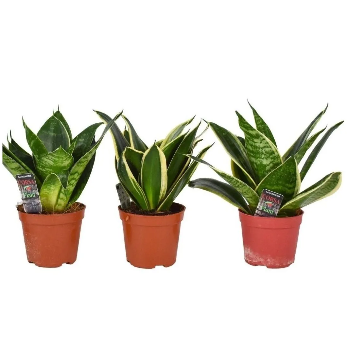 Bogenhanf Sansevieria hahnii Mix, Topf-Durchmesser 8 cm ^ Plantiflor New