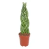 Bogenhanf Topf Durchmesser 12 cm ^ Plantiflor Online
