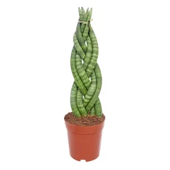 Bogenhanf Topf Durchmesser 12 cm ^ Plantiflor Online