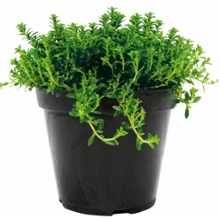 Bohnenkraut T14 ^ Plantiflor Outlet
