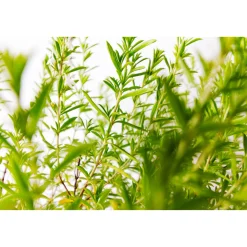 Bohnenkraut T14 ^ Plantiflor Outlet