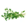 Bohnenkraut Topf 12 cm ^ Plantiflor Outlet