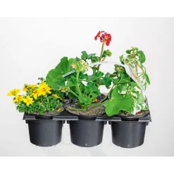 Bunter Balkonkasten Tradition 6er-Pack ^ Plantiflor Discount