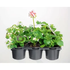 Bunter Balkonkasten Tradition 6er-Pack ^ Plantiflor Discount