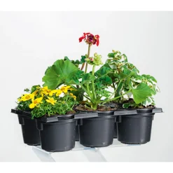 Bunter Balkonkasten Tradition 6er-Pack ^ Plantiflor Discount
