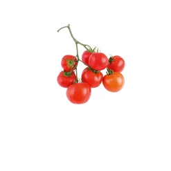 Cherrytomate plastikfrei Topf Durchmesser 12 cm ^ Plantiflor Clearance