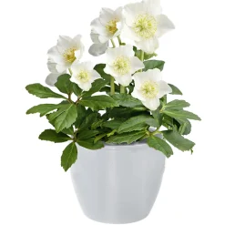 Christrose Christmas Carol Top Durchmesser 12 cm ^ Plantiflor Online