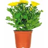 Chrysantheme Eintrieber Topf Durchmesser 10,5 cm ^ Plantiflor Online