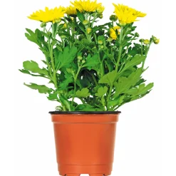 Chrysantheme Eintrieber Topf Durchmesser 10,5 cm ^ Plantiflor Online