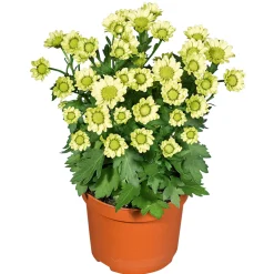 Chrysantheme Eintrieber Topf Durchmesser 10,5 cm ^ Plantiflor Online