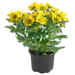 Chrysantheme Eintrieber Topf Durchmesser 10,5 cm ^ Plantiflor Online