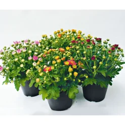 Chrysanthemenbüsche Mix Topf Durchmesser 13 cm ^ Plantiflor Clearance
