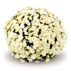 Chrysanthemen-Busch Topf Durchmesser 19 cm ^ Plantiflor Online
