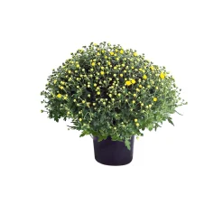 Chrysanthemen-Busch Topf Durchmesser 19 cm ^ Plantiflor Online