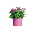 Chrysantheme Swifty Topf- Durchmesser 10,5 cm ^ Plantiflor Best