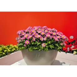 Chrysantheme Swifty Topf- Durchmesser 10,5 cm ^ Plantiflor Best